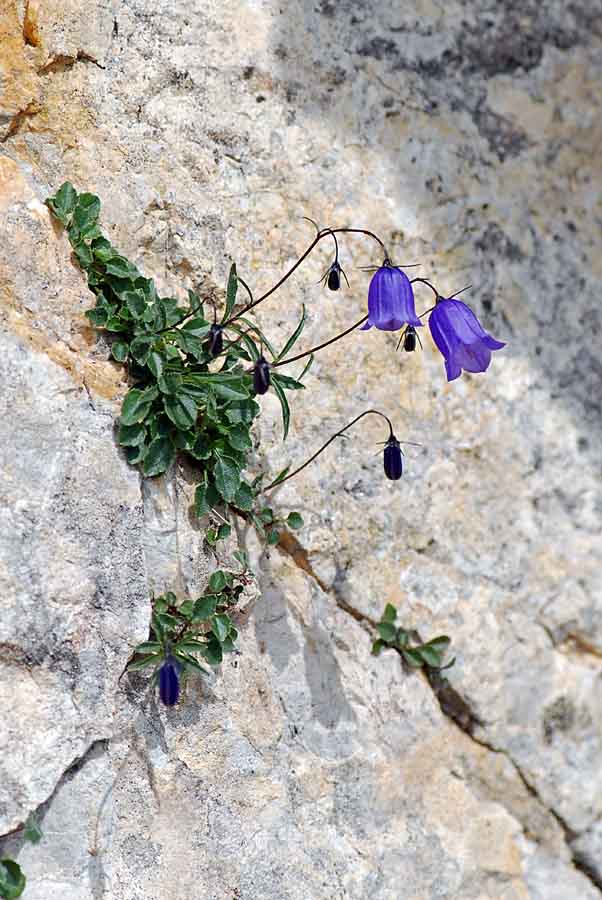 Campanula cochleariifolia / Campanula dei ghiaioni